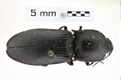 Foto (Dorsalansicht) von Ctenicera colossus (LeConte, 1861) (NHMW-ZOO-COL-0008402)